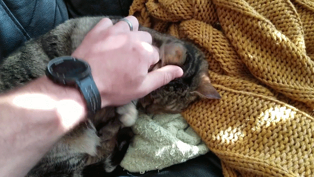 Cat wrestling